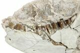Fossil Oreodont (Merycoidodon) Partial Mandible - South Dakota #285663-2